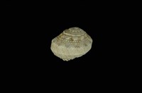 藏品(瘤珠螺)的圖片